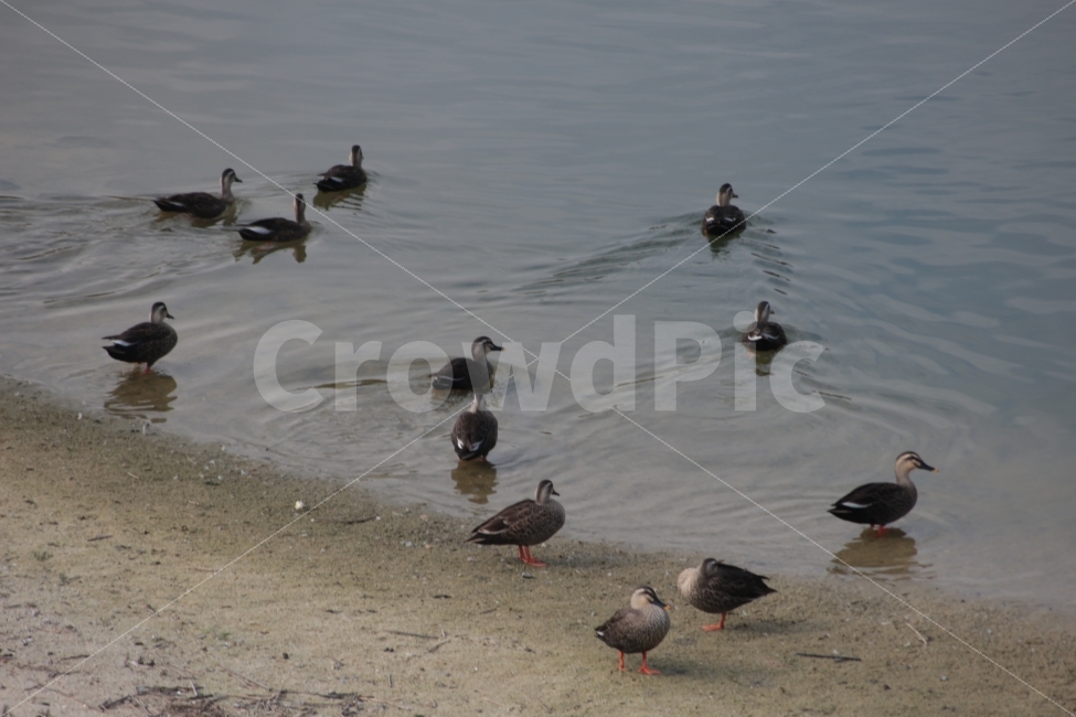 동물,오리,새,강,조류,물,수영,여러마리,duck,동물,animal,조류,새,birds