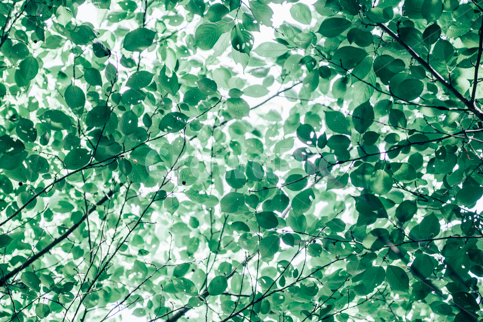 싱그러움,나뭇잎,햇살,초록,그늘,식물,자연,plants,nature