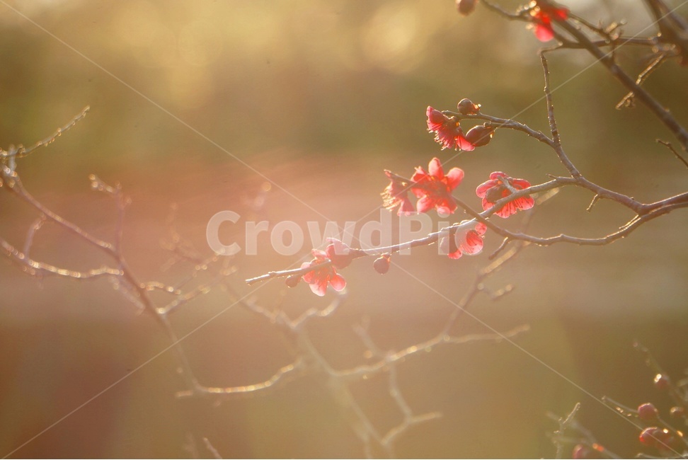 감성,봄,홍매화,매화,자연,햇살,봄,계절,spring,season,식물,자연,plants,nature,꽃,flower,휴식,힐링,rest,relaxation,healing