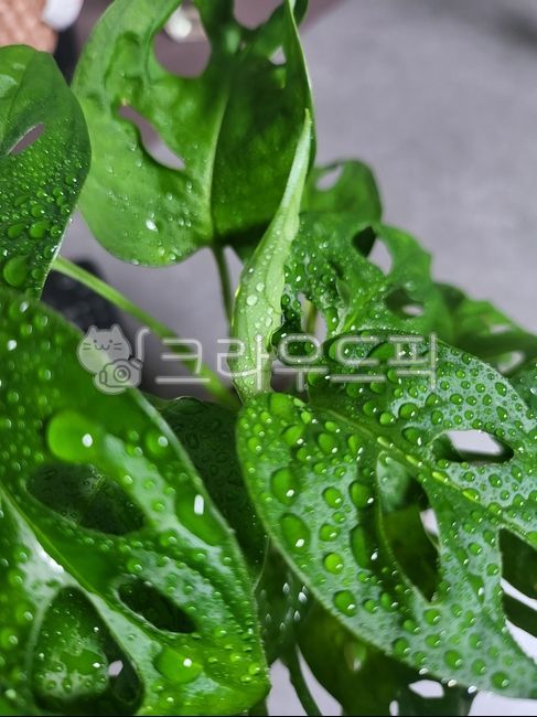 새순,식물,몬스테라,아단소니,물방울