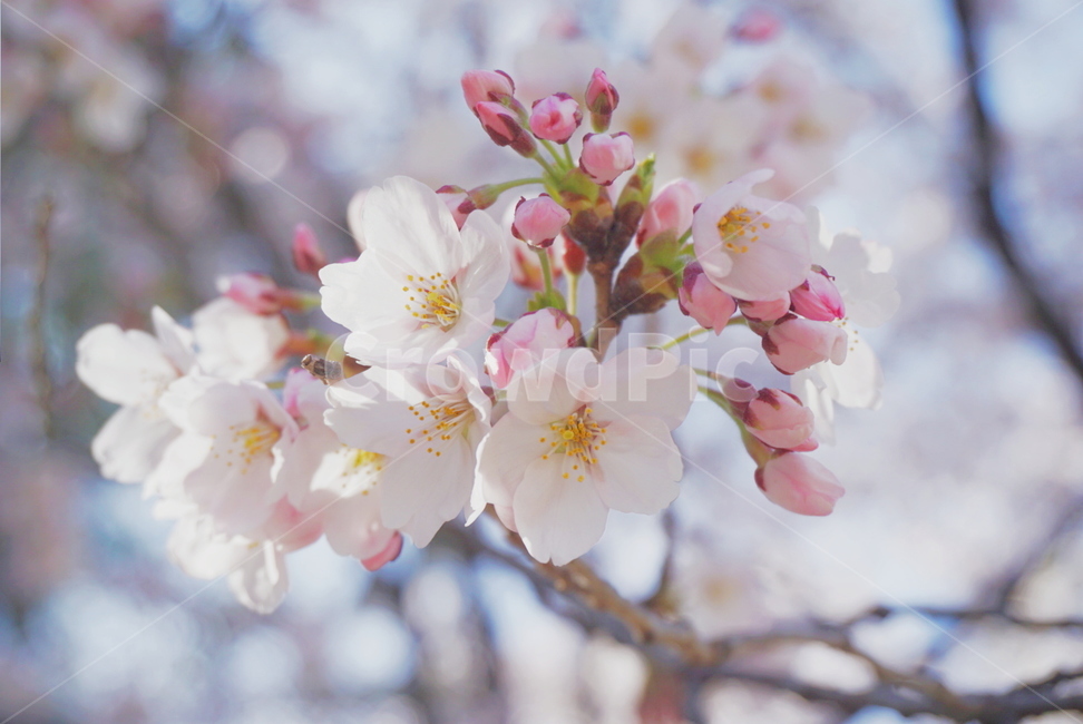 봄꽃,꽃,벚꽃,벚꽃나무,분홍,봄기운,봄날,spring