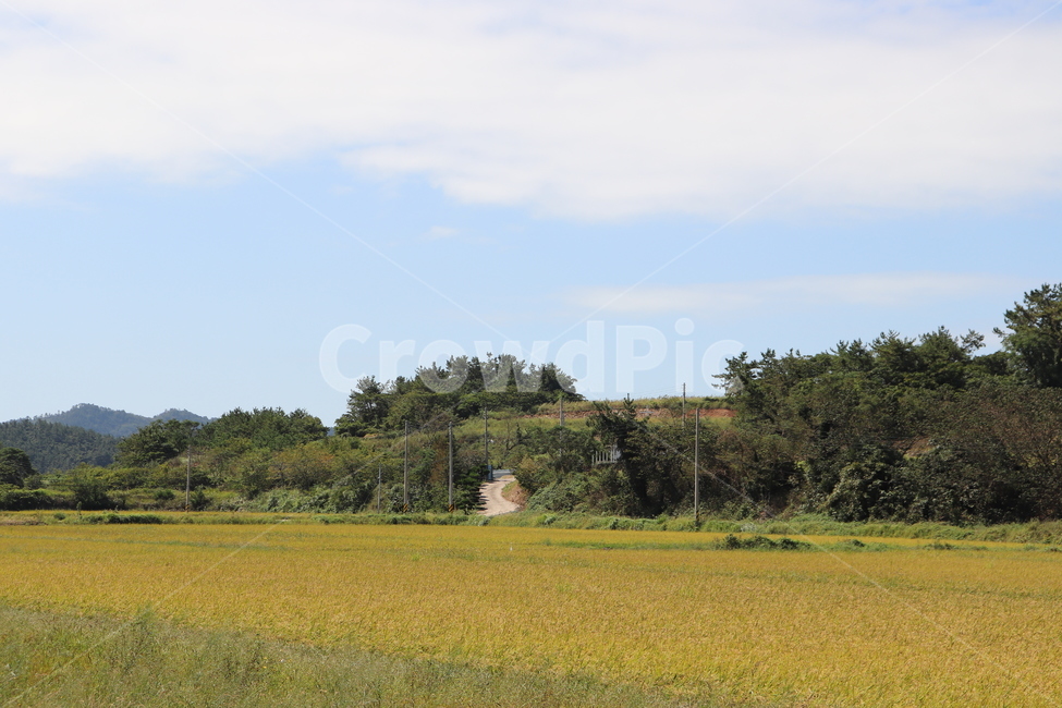자연,오솔길,자연배경,가을하늘,배경,목초지,옥외,들,패디필드,grassland,outdoors,field,nature,countryside,paddyfield,자연,풍경,nature,landscape,paddy field,패디 필드