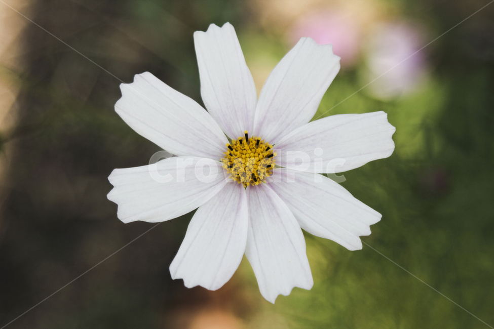 꽃,코스모스,흰꽃,식물,자연,flower,cosmos,plant,nature,꽃한송이