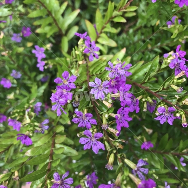 쿠페아,쿠페아히소피폴리아,히소피폴리아,Cuphea,FalseHeather,Mexicanheather,부처꽃과,멕시코꽃,여러해살이풀,CupheahyssopifoliaKunth,연보라꽃,내한성관목,식물,나무,꽃,Tree,Flower,식물,자연,plants,nature,꽃,flower