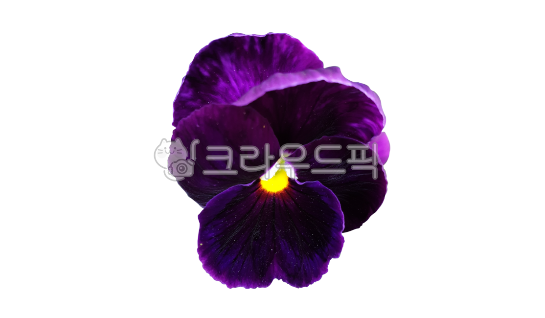 꽃,flower,생화,꽃잎,꽃밥,petal,누끼,배경제거,팬지