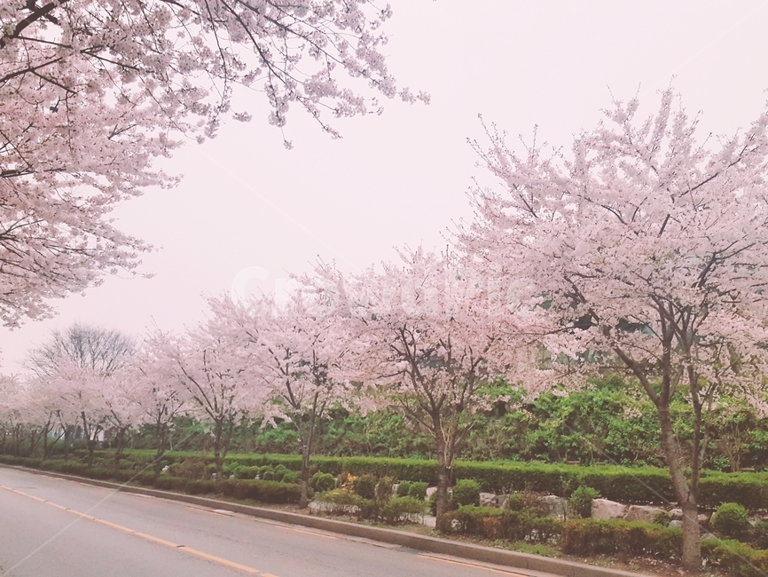 벚꽃,나무,꽃,봄,꽃놀이,도로,봄,계절,spring,season,자연,풍경,nature,landscape,plant,식물,blossom,flower