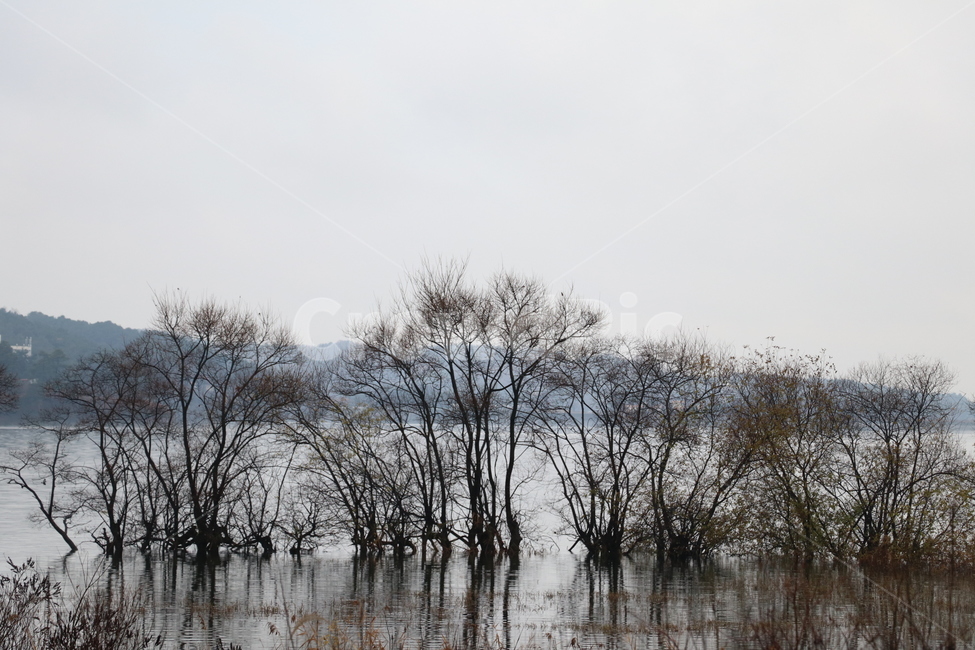 호수,나무,물그림자,물속나무,저수지,자연,풍경,nature,landscape,flood,홍수