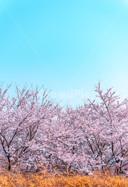 개나리,벚꽃,꽃나무,정자,하늘,flower,sky,spring,봄,풍경,landscape,봄,계절,spring,season,자연,풍경,nature,landscape,색깔,색상,색채,색감,color sense,color sensitivity,feeling of color,plant,식물,꽃,blossom