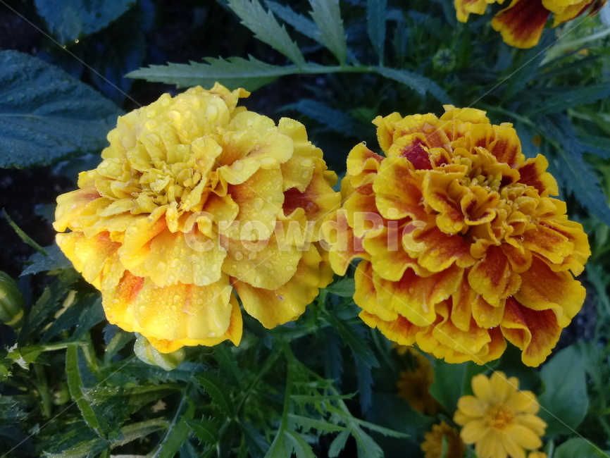 프렌치매리골드,천수국,식물,꽃,만수국,금송화,불란서금잔화,홍황초,frenchmarigold