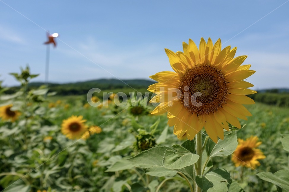 해바라기,풍경,해바라기밭,꽃,해바라기꽃,식물,자연,plants,nature,꽃,flower