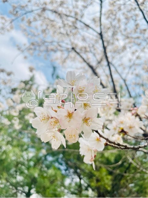 Spring,cherry blossoms,walking path,full bloom,cherry blossoms,flower viewing,cherry blossoms,flower viewing,spring outing,walking path,flower path,sky and flowers