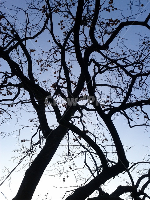 plant,treetrunk,tree,나무줄기,식물,나무,나무,trees,wood