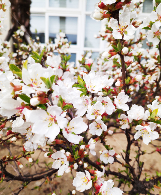 벚꽃,cherryblossom,꽃,봄,spring,식물,plant
