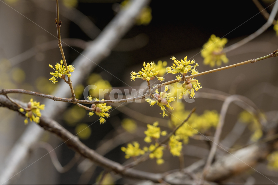산수유,꽃,봄,자연,풍경,접사,봄,계절,spring,season,식물,자연,plants,nature,꽃,flower,plant