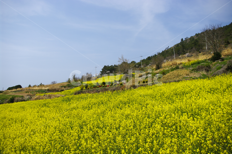 유채꽃,꽃밭,꽃,flower,계절,봄,spring,하늘,구름,풍경,봄,계절,spring,season,자연,풍경,nature,landscape,grassland,목초지,field,들,outdoors,옥외