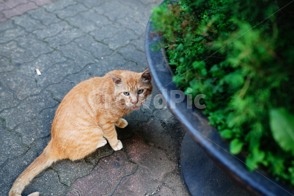 cat,고양이,동물,생물,생명,포유류,거리,animal,동물,animal,포유류,mammal,고양이,cat,kitten,kitty