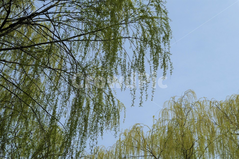 자연,샛강,봄,나무,풀,꽃,초록,숲,식물,자연,plants,nature