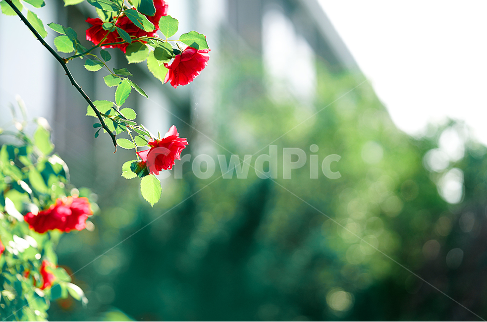 장미,로즈,꽃,잎,색감,컬러,레드,red,rose,플라워,생물,식물