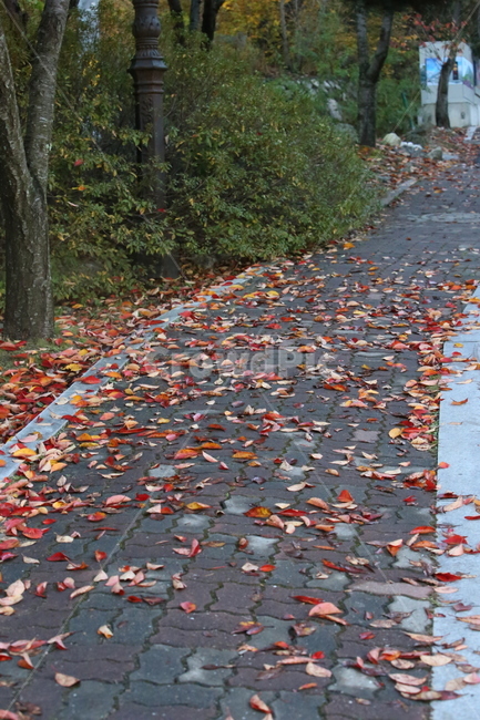 가을,가을낙엽,낙엽,나뭇잎,단풍,가을,계절,fall,autumn,season,leaf,잎,plant,식물