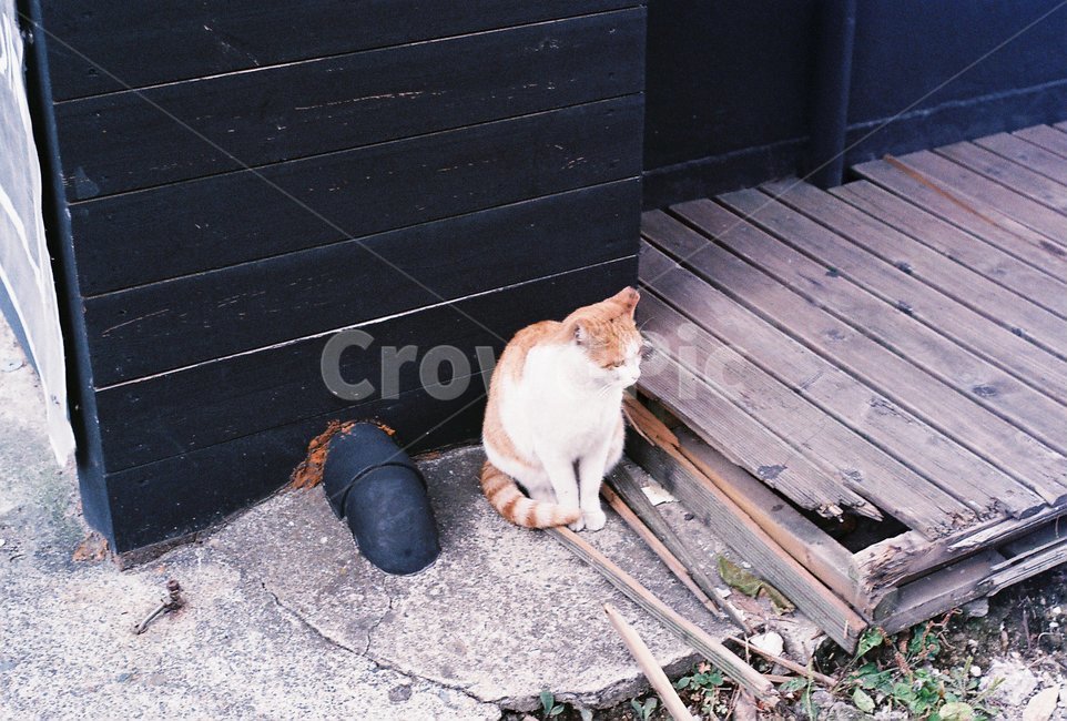 고양이,동물,길고양이,거리,동네