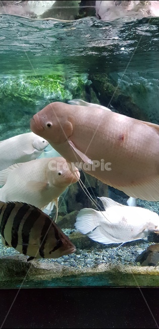 아쿠아리움,옥돔,물고기,바다생물,잉어,동물,animal,어류,물고기,fish