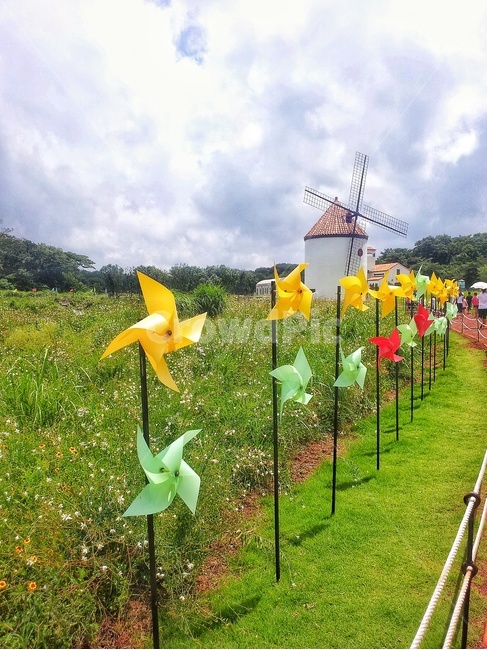 바람,바람개비,구름,하늘,plant,식물,꽃,잔디,노랑,노란,빨강,초록,연두,야외,자연,풍차,봄