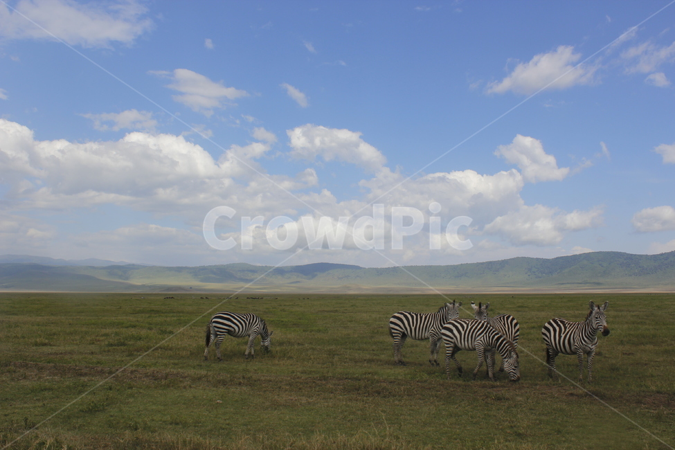 얼룩말,zebra,animal,동물,wildlife,야생생물,들,nature,자연,세렝게티,초원,아프리카,포유류,mammal