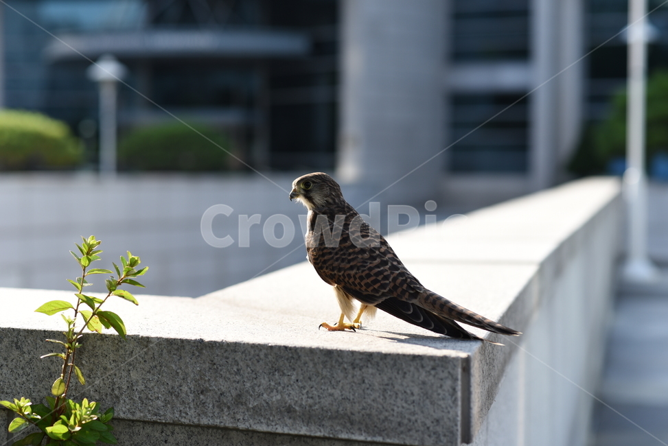 동물,새,매,황조롱이,bird,animal,kestrel,동물,animal,조류,새,birds