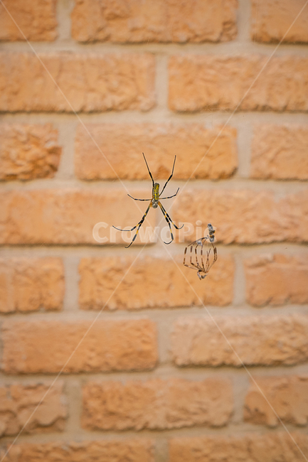거미,곤충,거미줄,자연,줄무늬거미,곤충,벌레,insect,bug