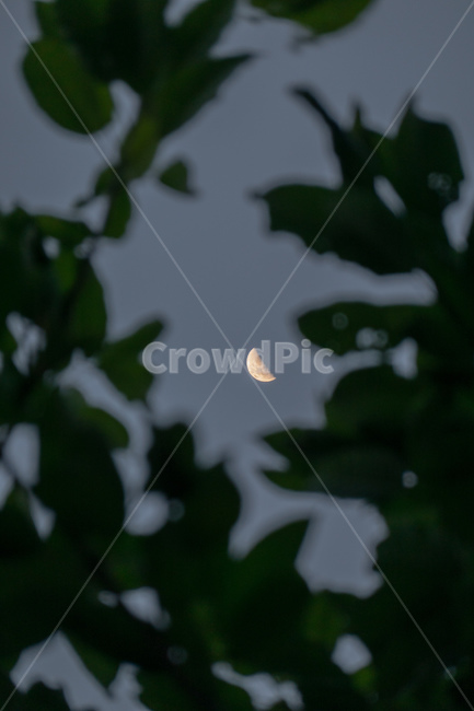 달,초승달,moon,하늘,감성사진,해질녘,나무,그림자,실루엣,야경,밤,풍경,nightscape,night,landscape