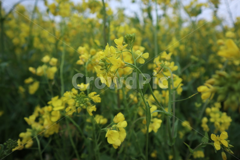 제주도,봄,유채꽃,따뜻함,꽃,봄,계절,spring,season,식물,자연,plants,nature,꽃,flower