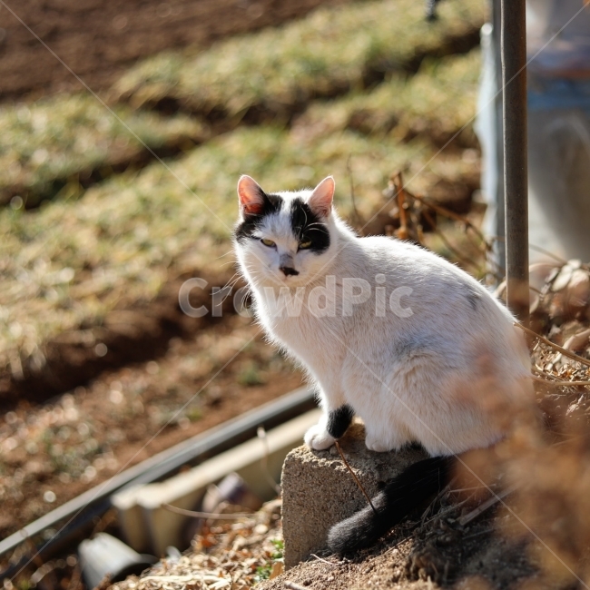 동물,고양이,야옹이,캐논사진,빛모아농원,궁댕이아기,하얀이,동물,animal,포유류,mammal,고양이,cat,kitten,kitty