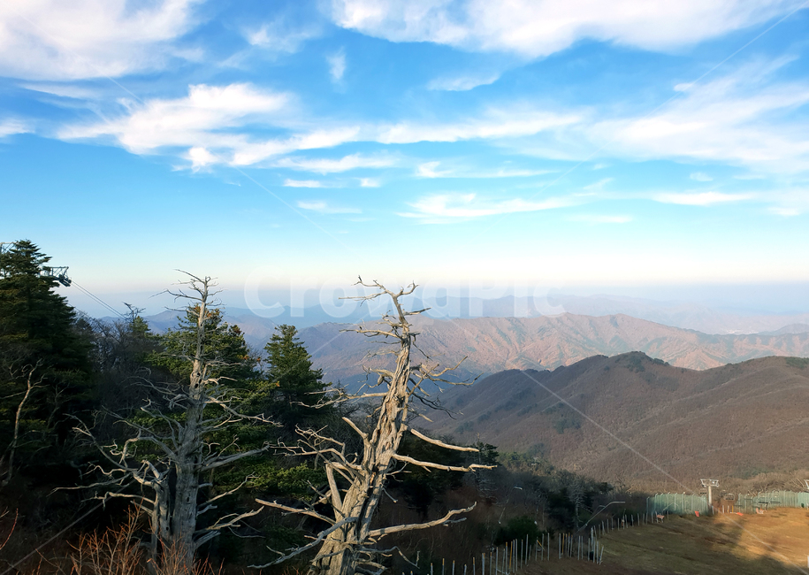 자연,나무,tree,덕유대,주목,하늘,구름,sky,koreayew,deadtree,덕유산,무주,풍경,풍경화,구상나무,괴목,고사목