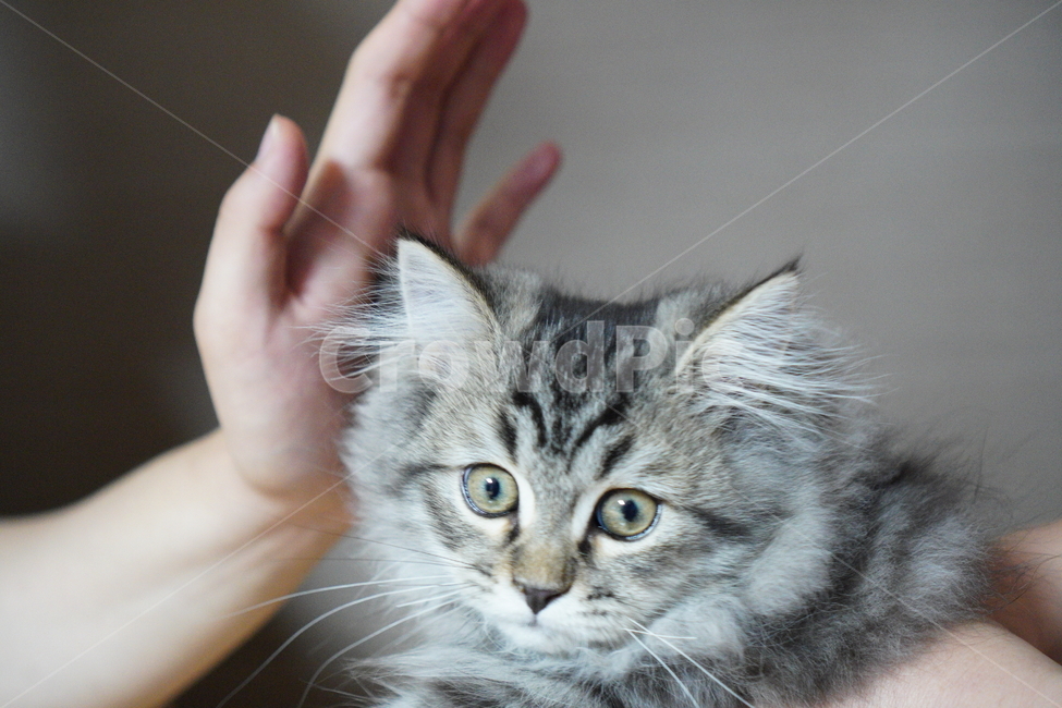 고양이,아기고양이,어린고양이,페르시안고양이,냥이,반려묘,동물,animal,포유류,mammal,고양이,cat,kitten,kitty