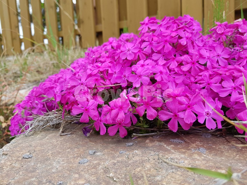 봄,꽃,분홍색꽃,예쁜꽃,꽃이미지,식물,자연,plants,nature,꽃,flower