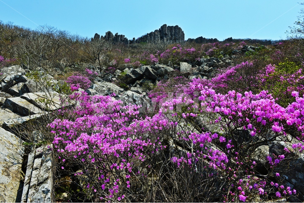 광주,무등산,무등산봄,봄,계절,서석대,입석대,주상절리대,철쭉,철쭉꽃,군락,철뚝군락,경치,경관,풍경,plant,식물,blossom,flower,꽃,outdoors,옥외,purple,보라색,nature,자연