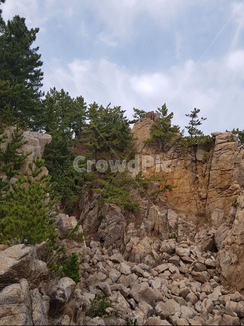 tree,나무,plant,식물,산,돌산,돌