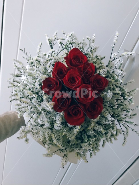 식물,plant,로즈데이,장미꽃다발,선물