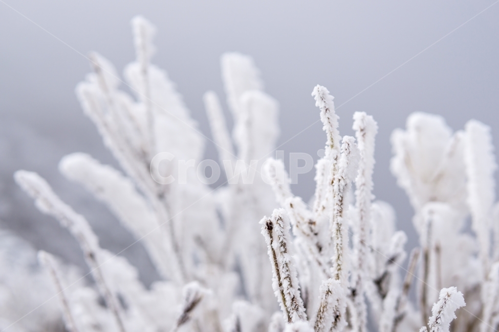 눈곷,겨울,겨울풍경,자연,눈,감성,풍경,snow,winter,nature,landscape,mountain,tree,겨울,계절,winter,season