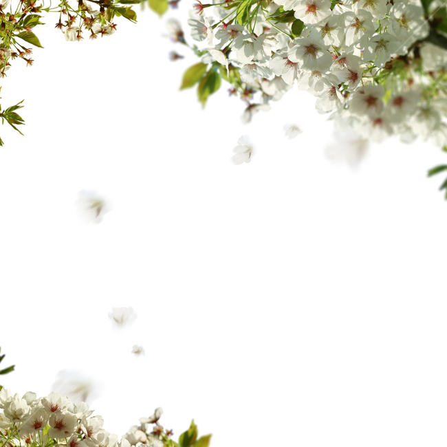 백그라운드,식물,자연,계절,봄,배경,배경이미지,내추럴,flower,nature,flora,background,벚꽃,벚나무,꽃,꽃송이,꽃,flower