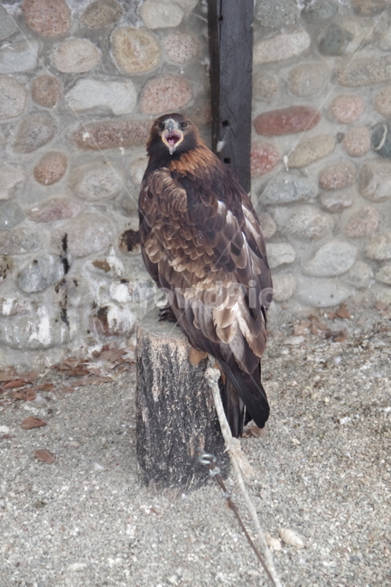 새,독수리,동물원,알마티,카자흐스탄,맹금류,eagle,birds,zoo,almaty,kazakhstan