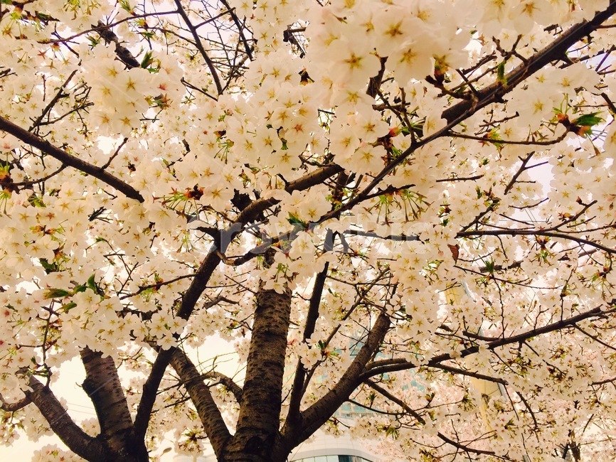 벚꽃,식물,tree,나무,자연,봄,계절,spring,season,식물,자연,plants,nature,꽃,flower,plant