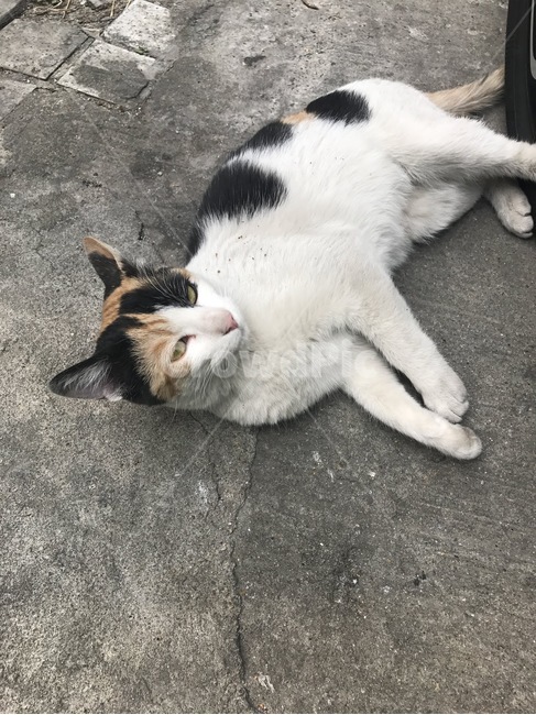 고양이,도로,길고양이,얼룩,야옹이