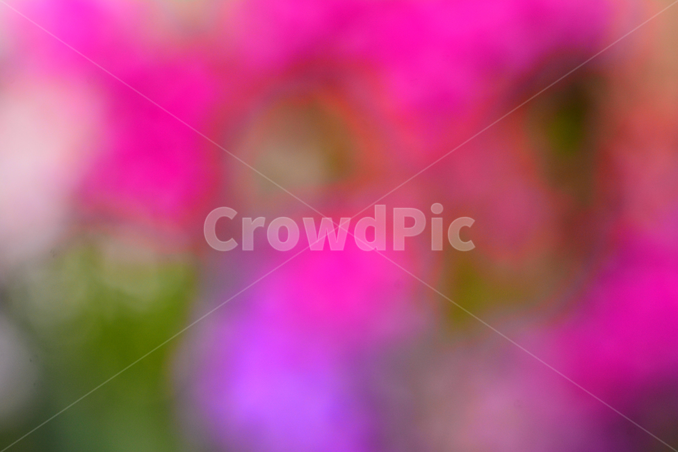 atmosphere,pink,color,catalog,yellow,dreamy,out of focus,spring,spring flowers,saturation,red,beautiful,spring image,graphic source,advertisement,beautifulcolor,Emotion,flowers,green,violet,feeling,flower,Red,dream,background,purple,pastel tone,Wallpapers