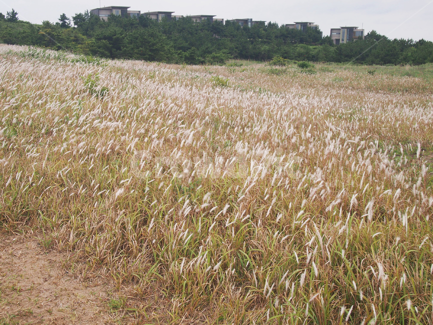 가을,갈대,억새,자연,풍경,갈대밭,제주,autumn,landscape,scenery,reeds,jeju
