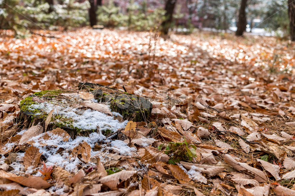 낙엽,자연,가을,첫눈,단풍,바닥,숲속,11월,눈내린날,감성,leaves,autumn,season,nature,snow,가을,계절,fall,autumn,season,ground