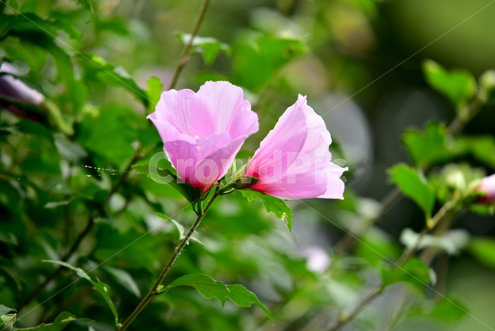 무궁화,국화,한국국화,나라꽃,꽃,우리나라꽃,무궁화나무,flower,roseofsharon