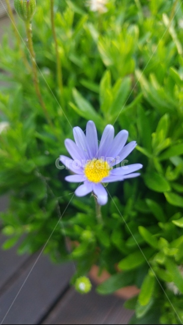 flower,꽃,blossom,데이지,식물