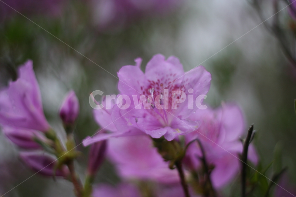 봄,비,봄비,철쭉,사랑의기쁨,봄,계절,spring,season,식물,자연,plants,nature,꽃,flower,plant,geranium,제라늄,blossom