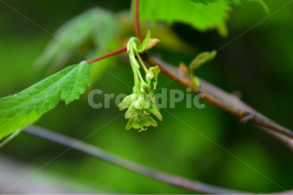 청시닥나무,열매,야생화,꽃,식물,자연,생태,플라워,flower,plants,nature,식물,자연,plants,nature